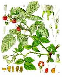 Himbeere (Rubus idaeus)