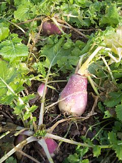 Brassica rapa ssp. rapa