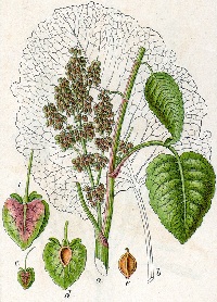 Alpenampfer (Rumex alpinus)