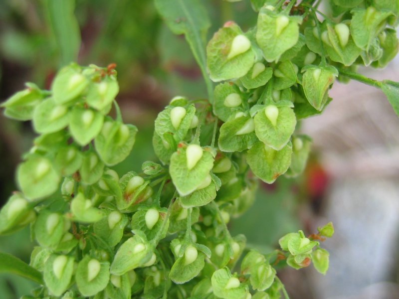Rumex crispus by Kristian Peters, CC-BY-SA-3.0