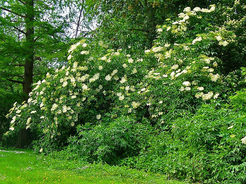 Schwarze Holunder (Sambucus nigra)