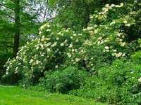 Holunderbusch mit Blüten
