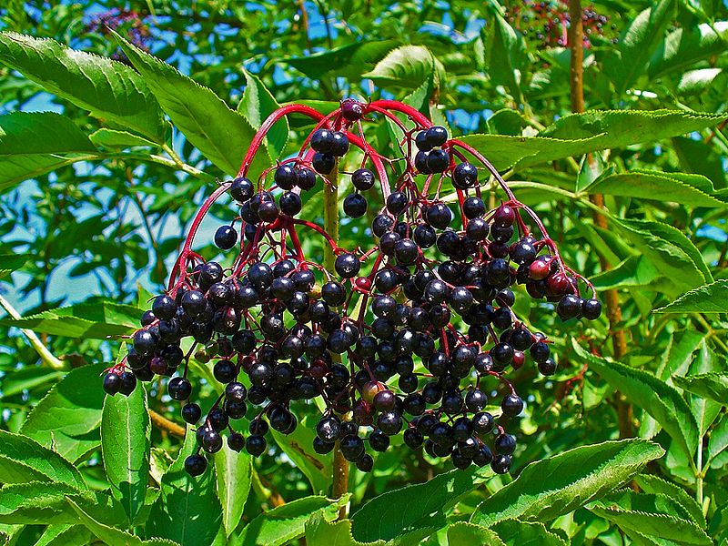 Schwarze Holunder (Sambucus nigra)