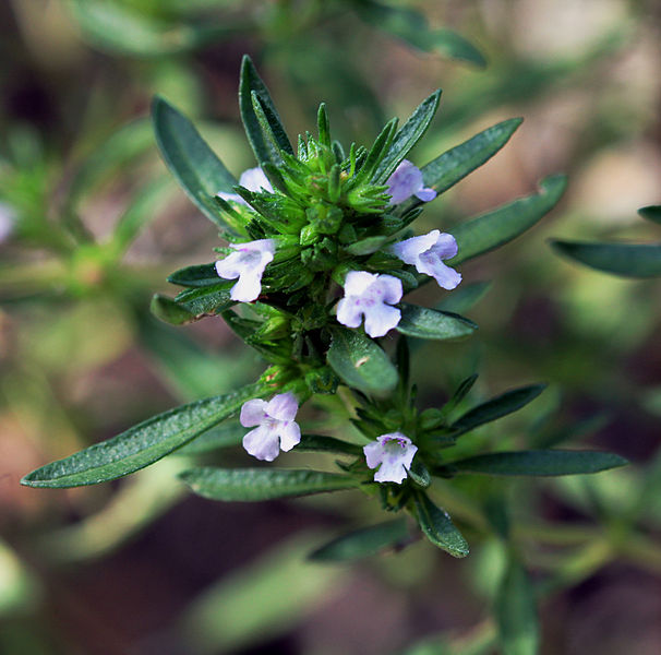 Blüten des Bohnenkrauts