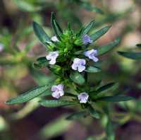 Blüten des Bohnenkrauts