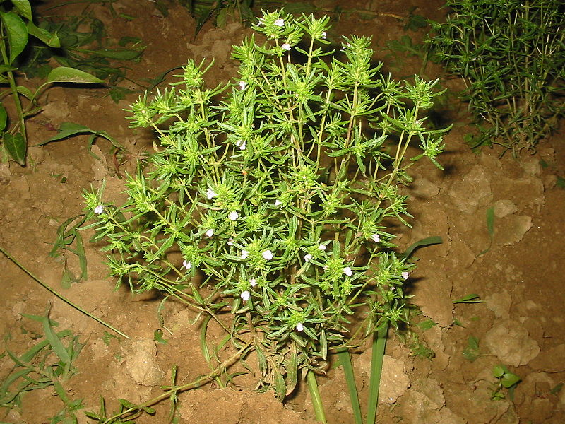 Bohnenkraut (Satureja hortensis)