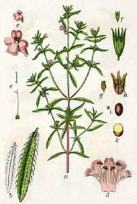 Bohnenkraut (Satureja hortensis L.)