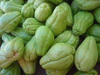 Chayote (Sechium edule)