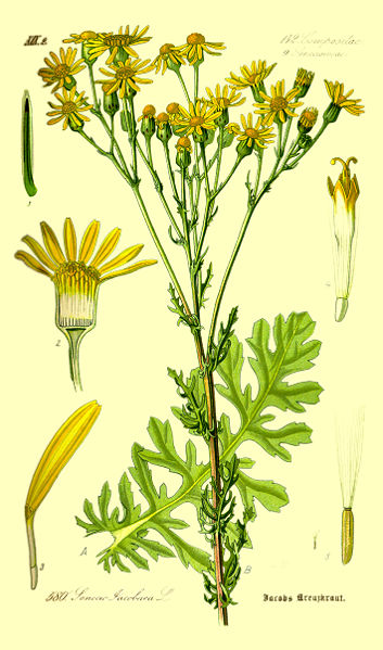 Jakobskreuzkraut (Senecio jacobaea)