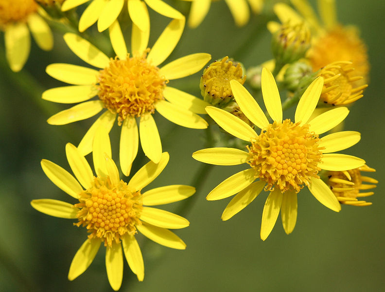 Jakobskreuzkraut (Senecio jacobaea)