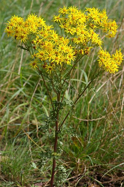 Jakobskreuzkraut (Senecio jacobaea)