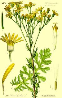 Senecio jacobaea