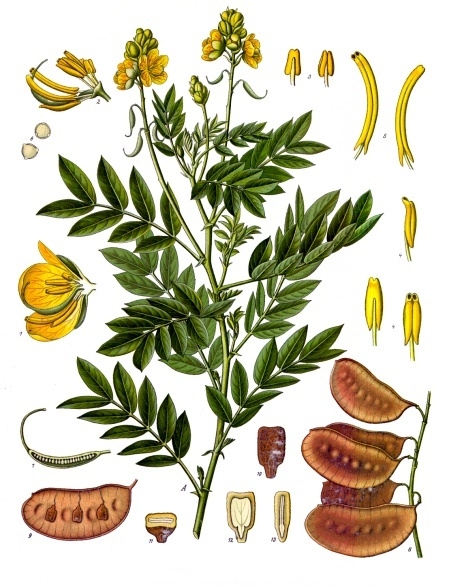 Senna alexandrina