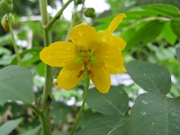 Senna occidentalis