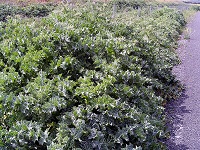 Mariendistel (Silybum marianum)