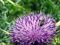 Mariendistel Blüte