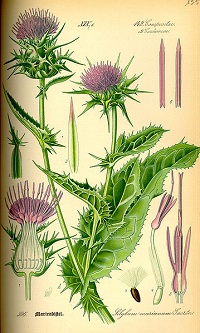 Mariendistel (Silybum marianum)