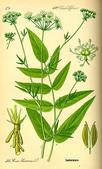 Zuckerwurzel (Sium sisarum)