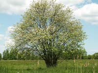 Sorbus aucuparia