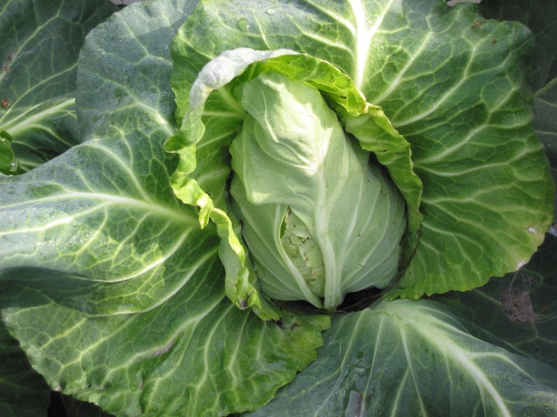 Spitzkohl (Brassica oleracea convar. capitata var. alba)