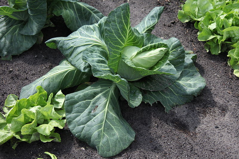 Spitzkohl (Brassica oleracea convar. capitata var. alba)