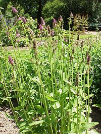 Knollen-Ziest (Stachys affinis Bunge)