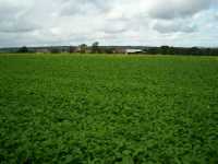 Steckrüben (Brassica napus ssp. rapifera)