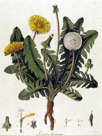 Löwenzahn (Taraxacum)