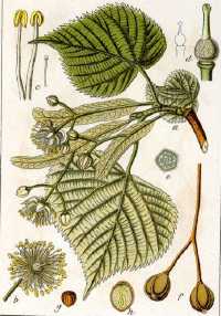 Sommerlinde (Tilia platyphyllos)