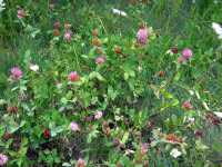 Wiesenklee (Trifolium pratense)