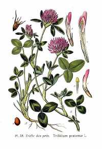 Wiesenklee (Trifolium pratense)