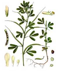 Trigonella_foenum-graecum