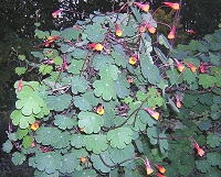 Blüten und Blätter der Knolligen Kapuzinerkresse