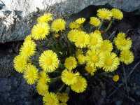 Huflattich (Tussilago farfara)