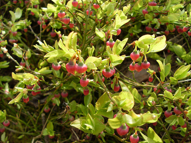 Heidelbeere (Vaccinium myrtillus)