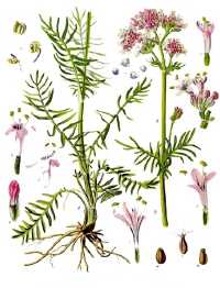 Echter Baldrian (Valeriana officinalis)