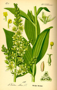 Veratrum album