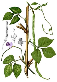 Spargelbohne (Vigna unguiculata ssp. sesquipedalis)