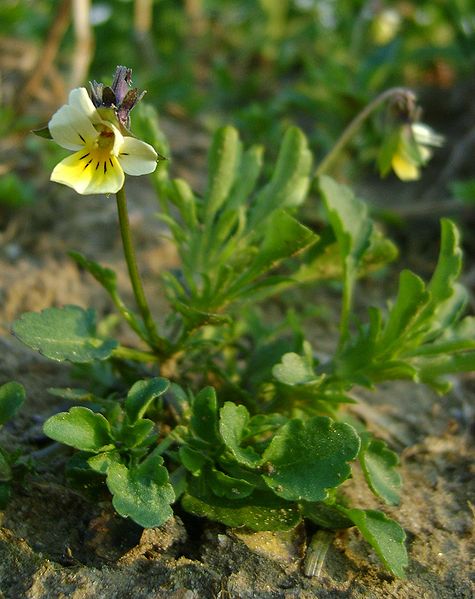 Viola arvensis