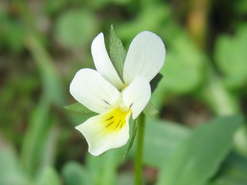 Viola arvensis