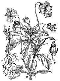 Viola arvensis