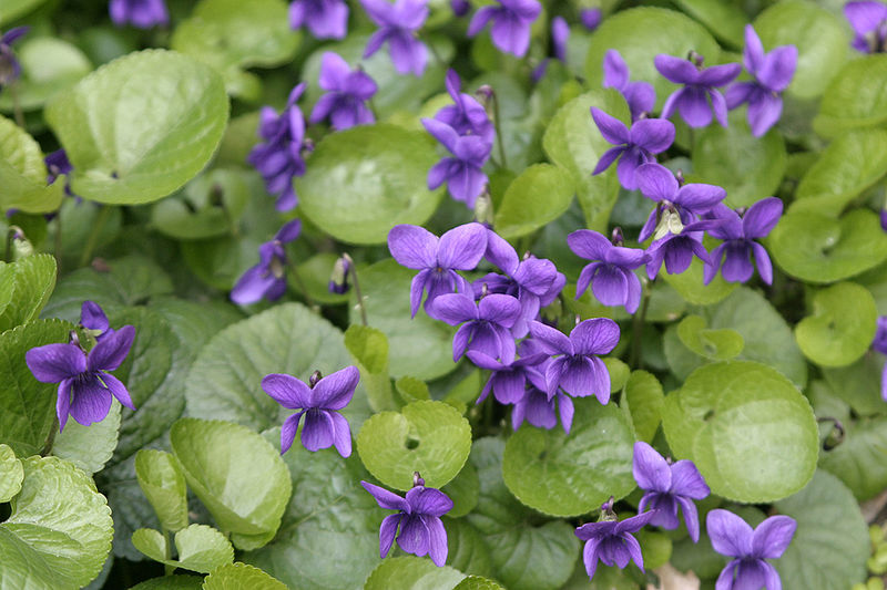 Viola odorata