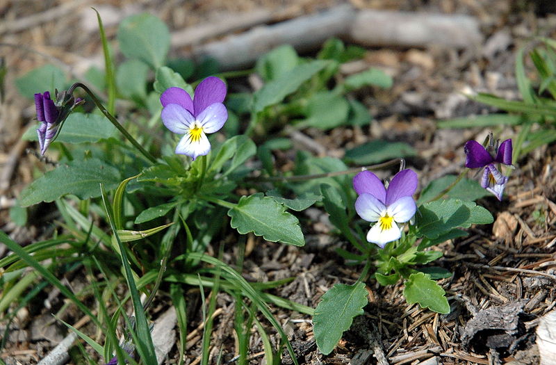 Wildes Stiefmütterchen