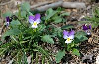 Viola tricolor