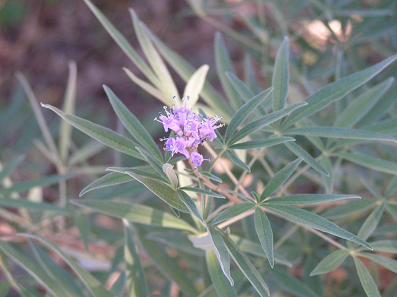 Mönchspfeffer (Vitex agnus-castus)