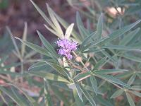 Mönchspfeffer (Vitex agnus-castus)