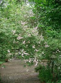 Mönchspfeffer (Vitex agnus-castus)