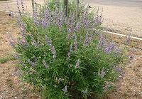 Mönchspfeffer (Vitex agnus-castus)