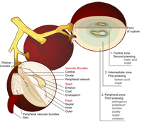 Weintraube Diagramm