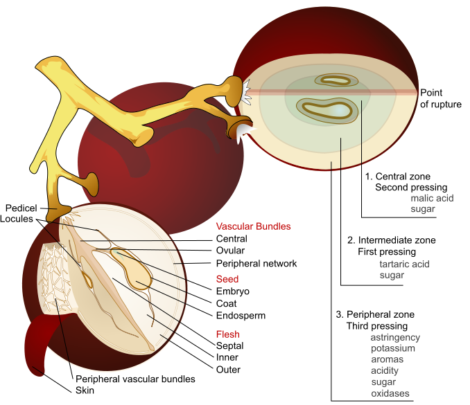 Edle Weinrebe (Vitis vinifera subsp. vinifera)